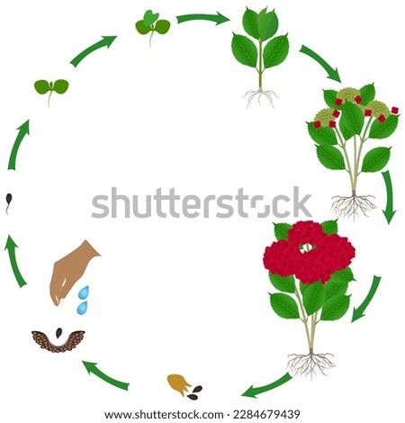 Life cycle of red hydrangea plant on a white background.