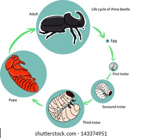 Life cycle of rhino beetle