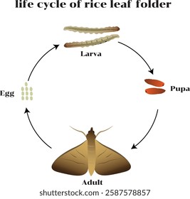 life cycle of rice leaffolder undergoes four life stages egg, larva, pupa and adult.It requires 24 days for complete development of life cycle passing through five instars.