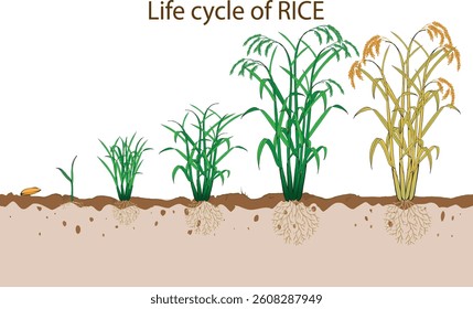 Life cycle of rice plant, hand drawing vector illustration