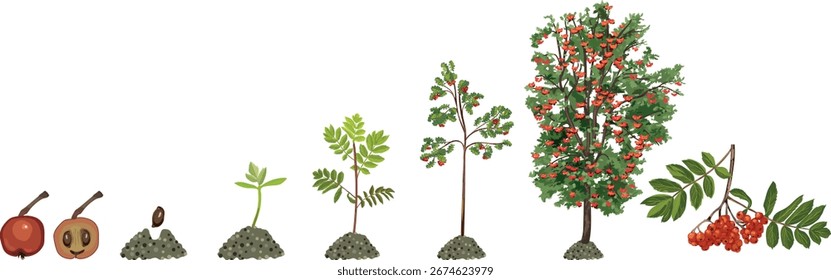 Ciclo de vida del serbal (Sorbus aucuparia). Etapas del crecimiento de la semilla y del brote al árbol viejo con las hojas verdes y muchas bayas rojas en la corona aislada en el fondo blanco	