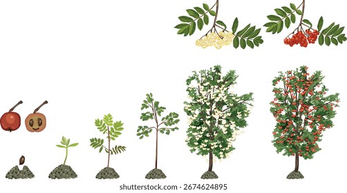 Ciclo de vida de rowan tree (Sorbus aucuparia). Fases de crescimento de semente e broto para árvore velha com folhas verdes e muitas bagas vermelhas na coroa isoladas no fundo branco	