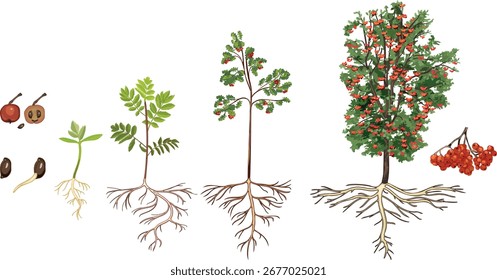Ciclo de vida del serbal (Sorbus aucuparia). Etapas del crecimiento de la semilla y del brote al árbol viejo con el sistema de la raíz y la corona verde aislados en el fondo blanco	