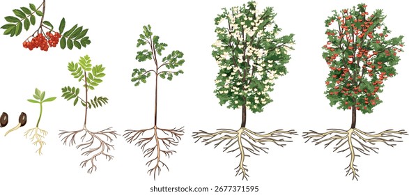 Life cycle of rowan tree (Sorbus aucuparia). Growth stages from seed and sprout to old tree with root system and green crown isolated on white background	