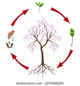 Life cycle of sakura tree on a white background.
