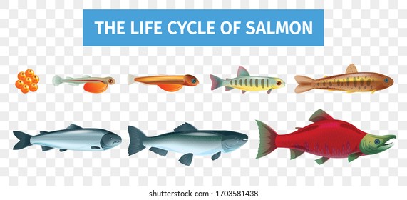 Life cycle salmon set with isolated images with various aged fishes on transparent background with text vector illustration