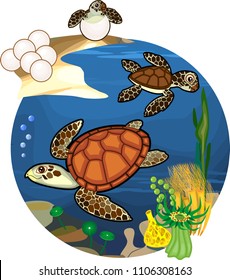 Life cycle of sea turtle. Sequence of stages of development of turtle from egg to adult animal