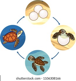 Life cycle of sea turtle. Sequence of stages of development of turtle from egg to adult animal