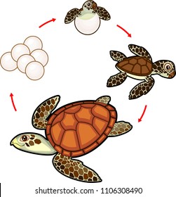 1,289 Turtle Life Cycle Images, Stock Photos & Vectors | Shutterstock