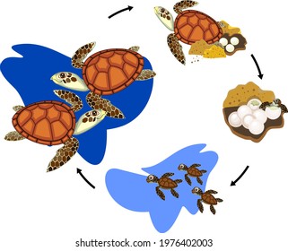 1,289 Turtle Life Cycle Images, Stock Photos & Vectors | Shutterstock