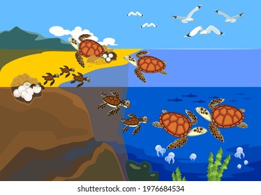 Life Cycle Of Sea Turtle. Sequence Of Stages Of Development Of Turtle From Egg To Adult Animal In Natural Habitat