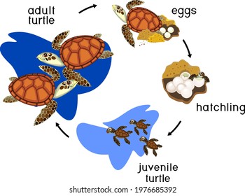 Life cycle of sea turtle. Sequence of stages of development of turtle from egg to adult animal with titles