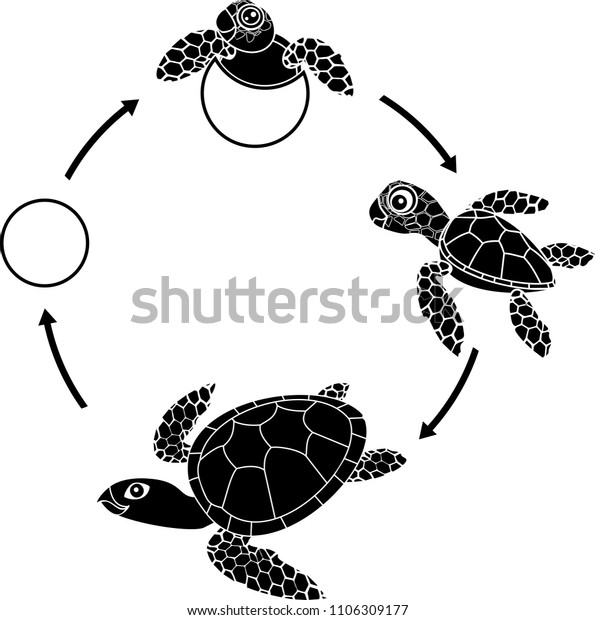 Life Cycle Sea Turtle Sequence Stages Stock Vector Royalty Free