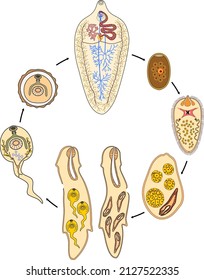 Life cycle of Sheep liver fluke (Fasciola hepatica) isolated on white background