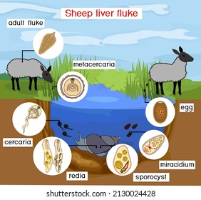 Life cycle of Sheep liver fluke (Fasciola hepatica) with sheep, snail and pond biotope