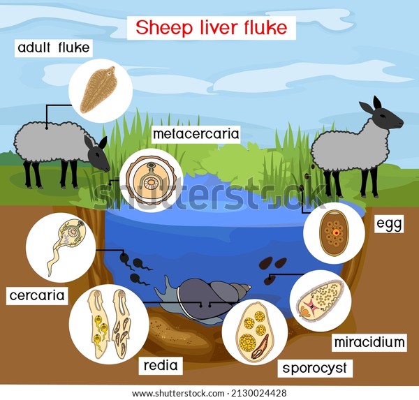 Life cycle of Sheep liver fluke\
(Fasciola hepatica) with sheep, snail and pond\
biotope