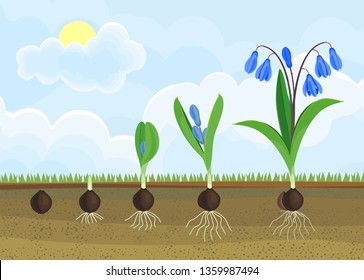 Life cycle of Siberian squill or Scilla siberica. Stages of growth from bulb to flowering plant with green leaves, blue flowers and root system
