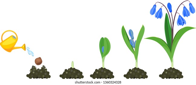 Life cycle of Siberian squill or Scilla siberica. Stages of growth from planting bulb to flowering plant with green leaves and blue flowers