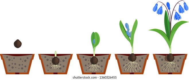 Life cycle of Siberian squill or Scilla siberica. Stages of growth from planting bulb to flowering plant with green leaves and blue flowers