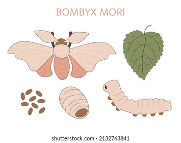 Life cycle of silk moth (Bombyx mori). Caterpillar, cocoon, butterfly, silkworm and mulberry leaf.  