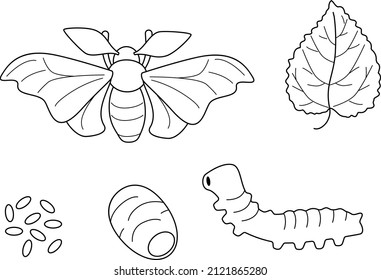 Life cycle of silk moth. Caterpillar, cocoon, butterfly. Silkworm and mulberry leaf. Bombyx mori outline illustration. 