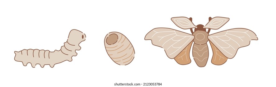 Life cycle of silk moth. Illustration of caterpillar, cocoon, butterfly. Silkworm (Bombyx mori).