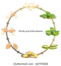 Life Cycle Silk Worm Vector