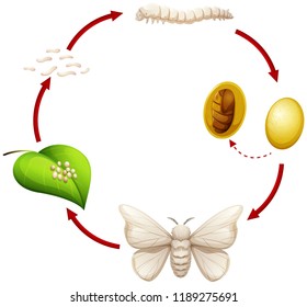 Life cycle of a silkworm illustration