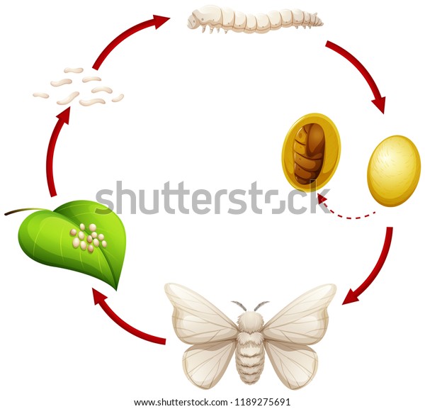 蚕のイラストのライフサイクル のベクター画像素材 ロイヤリティフリー