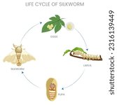 The life cycle of a silkworm includes stages of egg, larva (caterpillar), pupa (cocoon), and adult (moth), with silk production central to its existence.