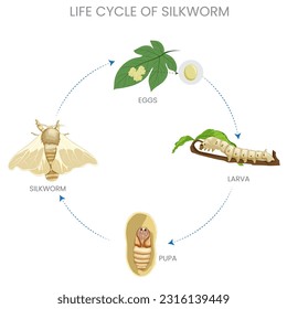 El ciclo de vida de un gusano de seda incluye etapas de huevo, larva (oruga), pupa (capucha) y adulto (polilla), con una producción de seda central para su existencia.