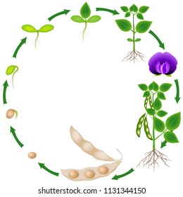 Life Cycle Of A Soybean Plant On A White Background.