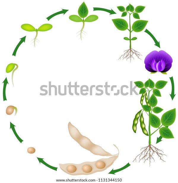 Life Cycle Soybean Plant On White Stock Vector (Royalty Free) 1131344150