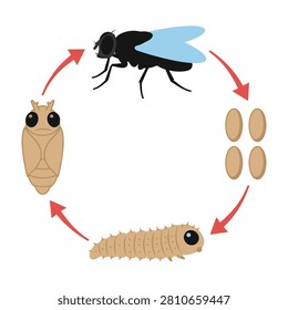Life cycle stages of insect, larva, pupa, and adult fly, biology and nature concept