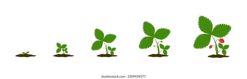 Life cycle of strawberries. Stages of growth before ripe red berries. gardening concept. set of botanical illustrations, infographic elements in flat design isolated on white background. Vector