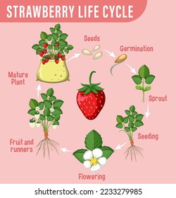 Life cycle of strawberry diagram illustration