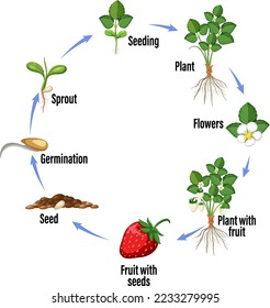Life cycle of strawberry diagram illustration