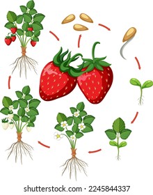 Life cycle of strawberry diagram illustration