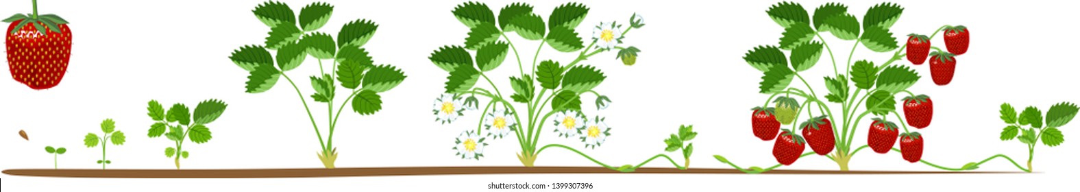 Life cycle of strawberry isolated on white background. Plant growth stage from seed to strawberry plant with ripe berries