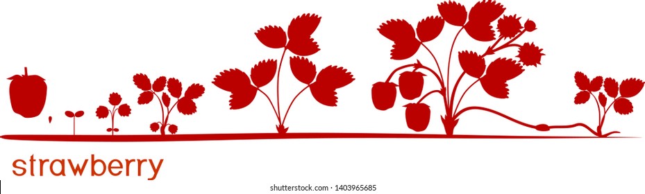 Life cycle of strawberry isolated on white background. Plant growth stage from seed to strawberry plant with ripe berries