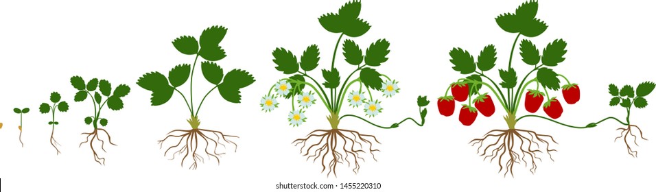 Life cycle of strawberry isolated on white background. Plant growth stage from seed to strawberry plant with ripe berries