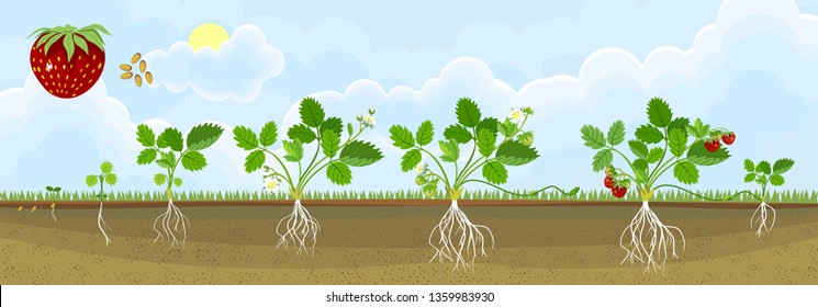 Life cycle of strawberry. Plant growth stage from seed to strawberry plant with ripe berries