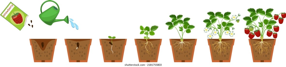 Life cycle of strawberry plant. Growth stages from seeding to flowering and fruiting plant with ripe red berries and root system in flower pot isolated on white background