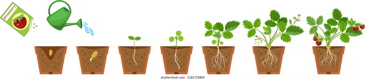 Ciclo de vida de la planta de fresa. Estadios de crecimiento desde la siembra hasta la floración y la frutería con bayas rojas maduras y sistema de raíces en maceta de flores aisladas en fondo blanco