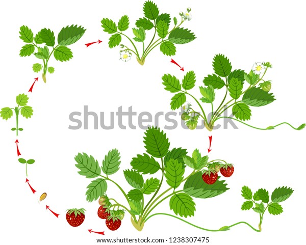 Life Cycle Strawberry Plant Growth Stage Stock Vector (Royalty Free ...