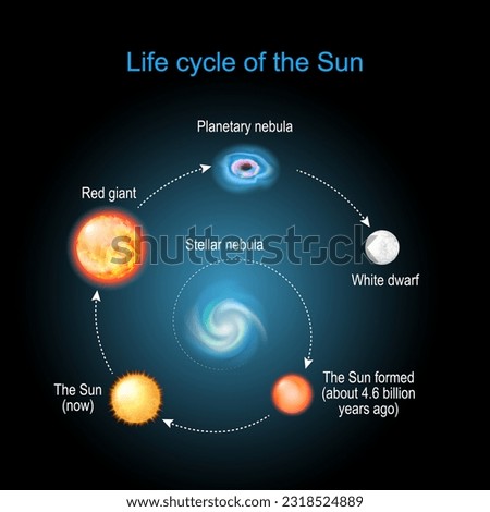 Life cycle of The Sun from Stellar nebula, to Red giant, Planetary nebula and White dwarfs. Stellar evolution. infographic. Vector diagram for astronomy.