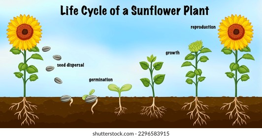 Life Cycle of a Sunflower Plant Diagram for Science Education illustration