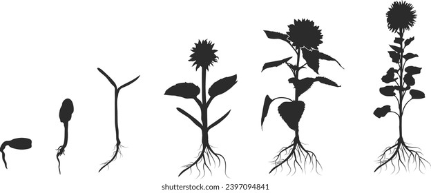 Life cycle of sunflower silhouette, Plant growth stages silhouette, Sunflower growing silhouette, Seed growing infographic, Growing planting sunflower seeds. 