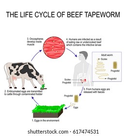 the life cycle of taenia saginata (beef tapeworm). Silhouette of a man with internal organs. The arrows indicate the direction of worm migration in the human body, cow and environment