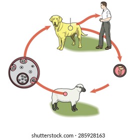 Life cycle of tapeworm, involving dog definitive host, sheep intermediate host, eggs and cysts